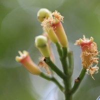 Syzygium aromaticum (L.) Merr. & L.M.Perry